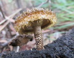 Lentinus stuppeus