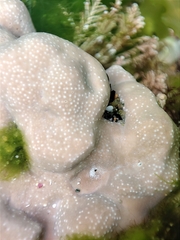 Lithophyllum incrustans