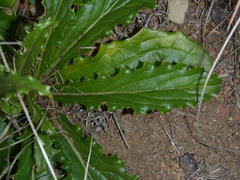 Berkheya carlinoides