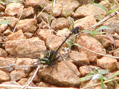 Gomphurus dilatatus