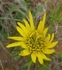 Berkheya carlinoides