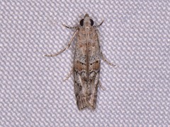 Zamagiria australella