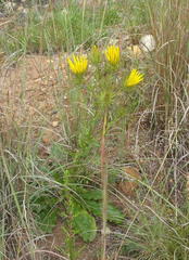 Berkheya carlinoides