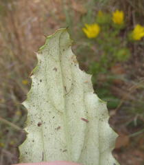 Berkheya carlinoides