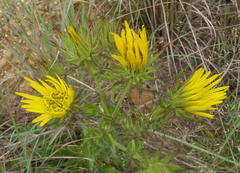 Berkheya carlinoides