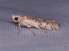 Zamagiria australella