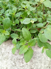 Asteroideae