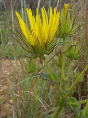 Berkheya carlinoides
