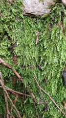 Plagiothecium cavifolium