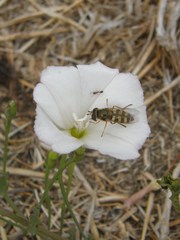 Cardiocondyla elegans