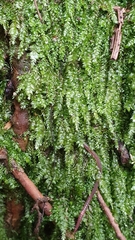 Plagiothecium cavifolium