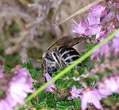 Halictus