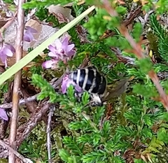 Halictus