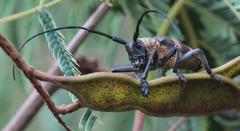 Pycnopsis brachyptera brachyptera