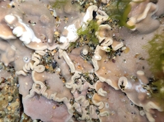 Lithophyllum incrustans
