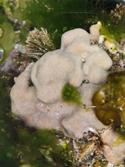 Lithophyllum incrustans