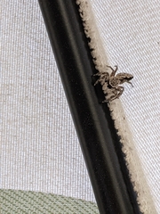 Platycryptus