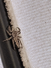 Platycryptus