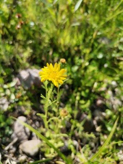 Grindelia oxylepis