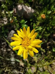 Grindelia oxylepis