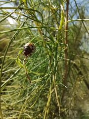 Leptinotarsa lineolata