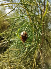 Leptinotarsa lineolata