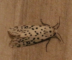 Juxtarctia multiguttata