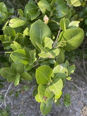 Elaeodendron