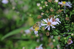 Myathropa florea