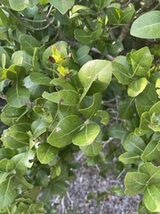 Elaeodendron