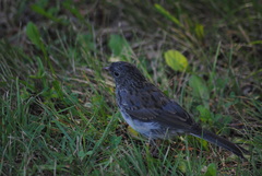 Junco hyemalis image