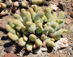 Gibbaeum shandii
