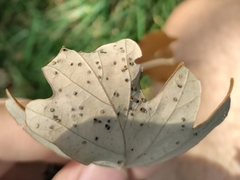 Neuroterus umbilicatus
