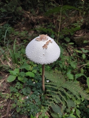 Macrolepiota detersa