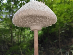 Macrolepiota detersa
