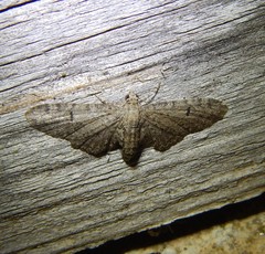 Eupithecia ultimaria