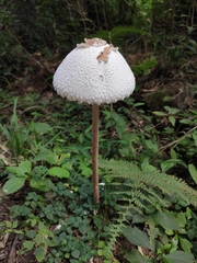 Macrolepiota detersa