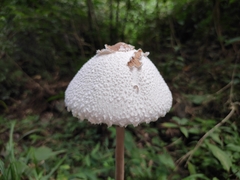Macrolepiota detersa