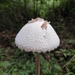 Macrolepiota detersa - Photo (c) MP Zhou, some rights reserved (CC BY-NC), uploaded by MP Zhou