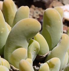 Gibbaeum shandii