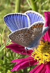 Polyommatus icarus