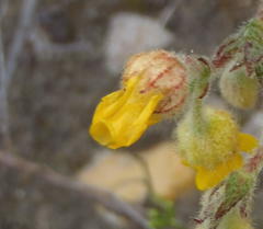 Hermannia stipulacea