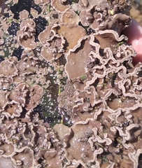 Lithophyllaceae
