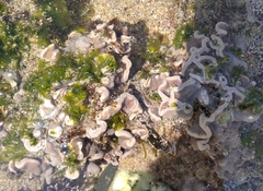 Lithophyllaceae