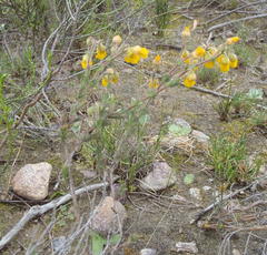 Hermannia stipulacea