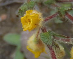 Hermannia stipulacea