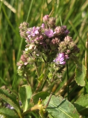 Veronica officinalis