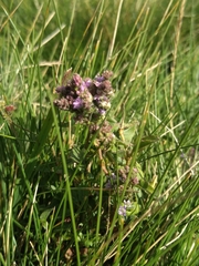 Veronica officinalis