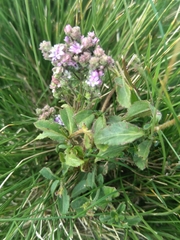 Veronica officinalis