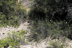 Menodora juncea